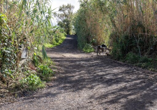 Pavimentação do Caminho do “Cogumbeiro” - Achadinha1